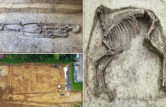Headless HORSE skeleton unearthed in a medieval graveyard in Germany