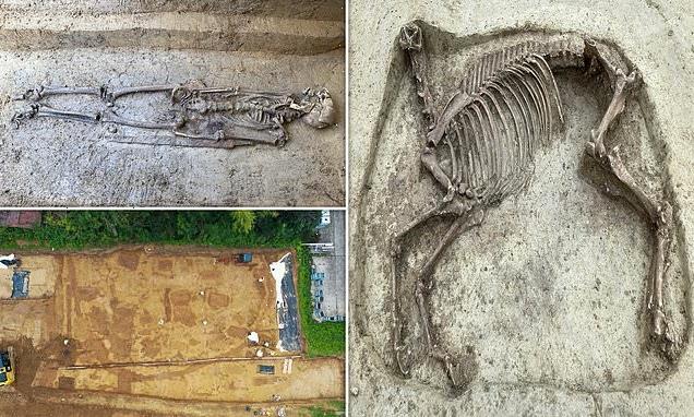 Headless HORSE skeleton unearthed in a medieval graveyard in Germany