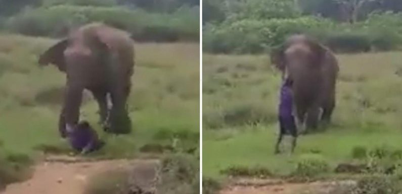 Horrific moment ‘elephant whisperer’ is trampled and killed by raging wild bull while trying to 'hypnotise it'