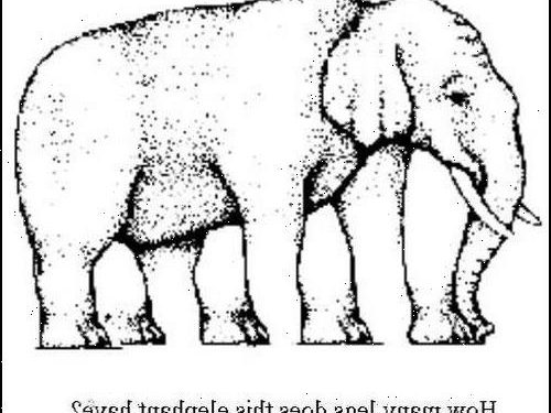How many legs does this elephant have? The latest optical illusion to sweep the web will leave you scratching your head
