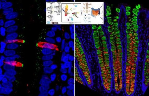 Human GUT is mapped out at single cell resolution for the first time
