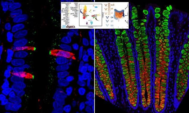 Human GUT is mapped out at single cell resolution for the first time