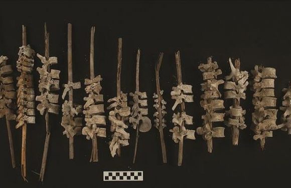 Human vertebrae threaded on posts to reconstruct dead 500 years ago