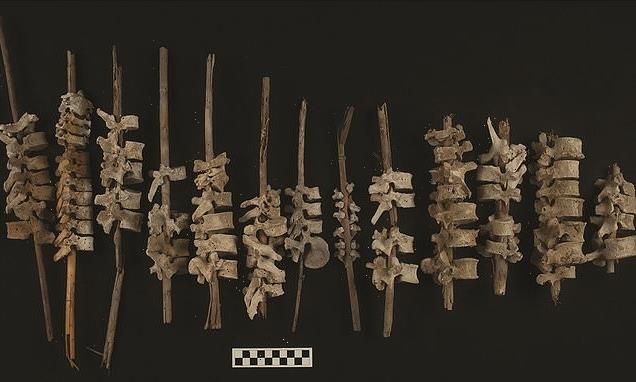 Human vertebrae threaded on posts to reconstruct dead 500 years ago