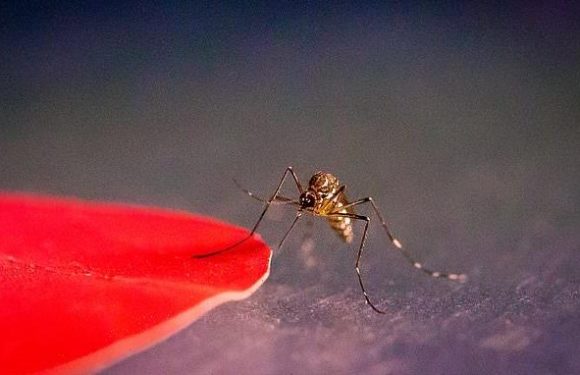 Mosquitoes are drawn to specific colours like red, orange and black