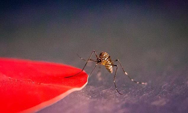 Mosquitoes are drawn to specific colours like red, orange and black