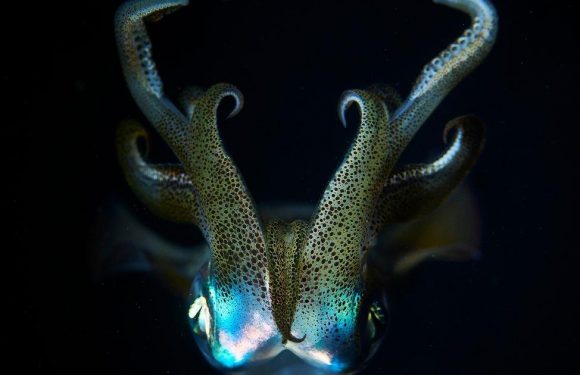 Mystery sea creatures alive in deep ocean ‘a major gap in scientific knowledge’