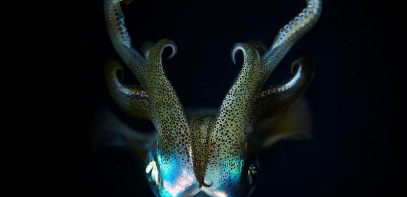 Mystery sea creatures alive in deep ocean ‘a major gap in scientific knowledge’