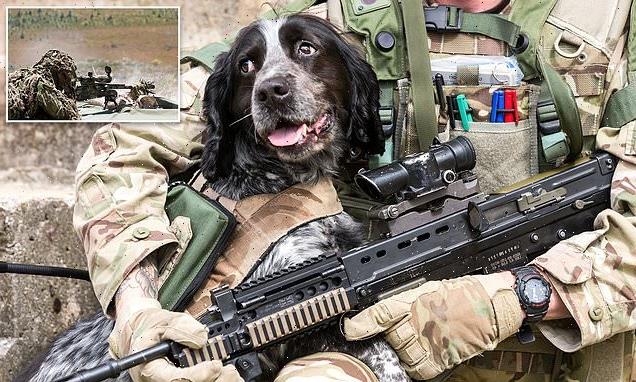 SAS dog handler who saves wounded canine under fire set for medal