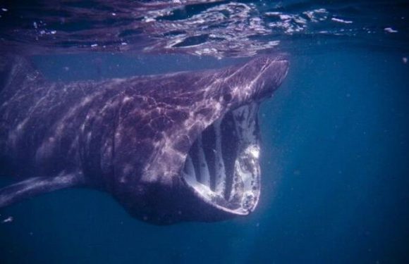 Shark breakthrough stuns experts as new finding ‘blows assumptions out water’