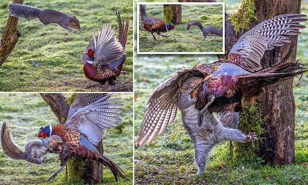 Squirrel and pheasant fight over food and territory in amazing images