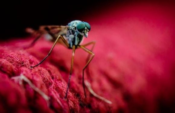 These are the colours in the clothes that attract mosquitoes, according to scientists