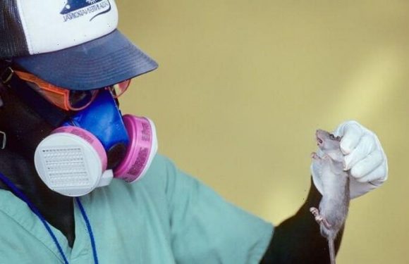 UK Lassa fever warning after newborn baby dies of Ebola-like virus carried by rats