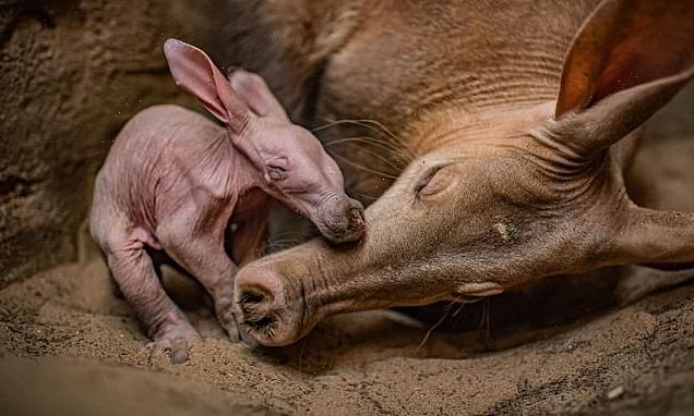 VIDEO: Baby aardvark snuggles up to its mother in Chester Zoo