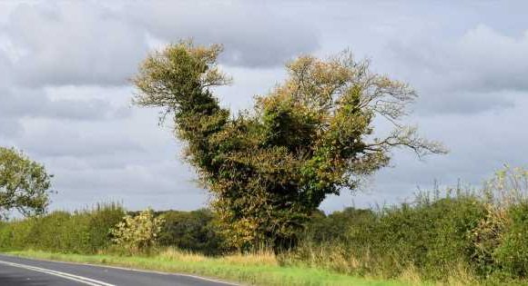 Villagers suspect ‘fowl play’ as beloved 20-year-old ‘Chicken Tree’ decapitated