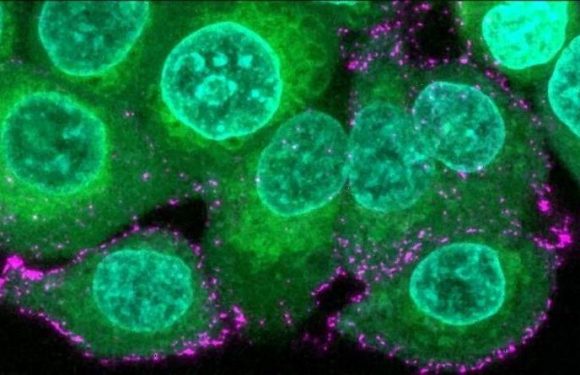 What could go wrong? Scientists create new synthetic coronavirus from scratch