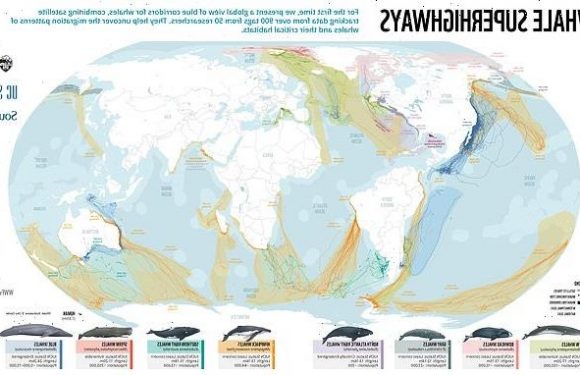 World's first whale migration map is revealed