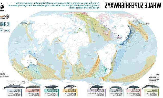 World's first whale migration map is revealed