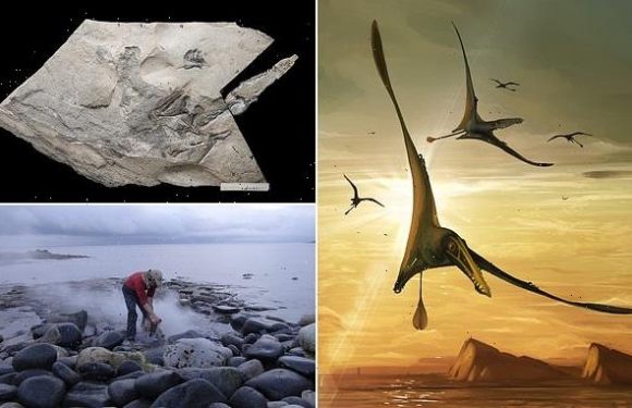 World's largest Jurassic pterosaur unearthed on the Isle of Skye