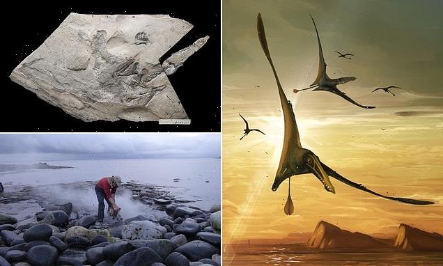 World's largest Jurassic pterosaur unearthed on the Isle of Skye