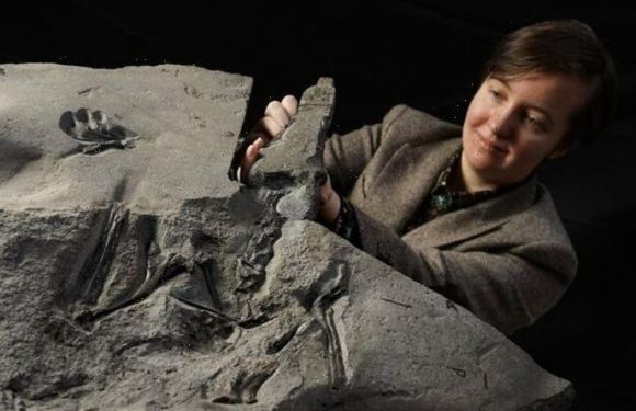 ‘Discovery of the century’ made in Scotland as world’s largest pterodactyl uncovered