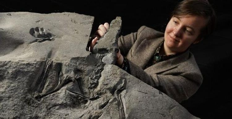 ‘Discovery of the century’ made in Scotland as world’s largest pterodactyl uncovered