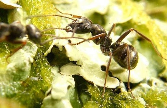 Ants have the ability to sniff out cancer in humans, study reveals