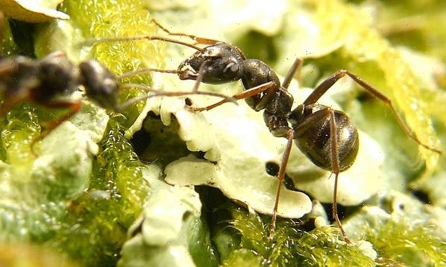 Ants have the ability to sniff out cancer in humans, study reveals