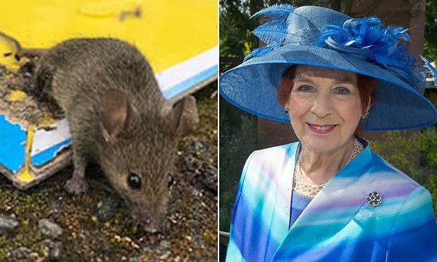 Baroness tells ministers to act fast to ban glue traps for rats