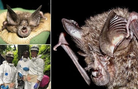 Bat not seen in 40 YEARS and feared extinct is found in Rwanda