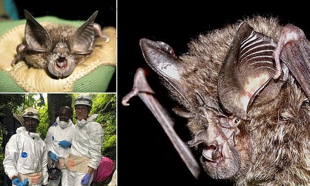 Bat not seen in 40 YEARS and feared extinct is found in Rwanda
