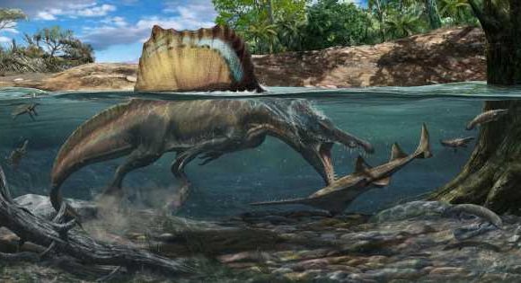 Biggest meat eating dinosaur that ever lived ‘hunted its prey underwater’