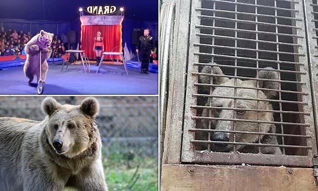 Charity vows to save Masha the brown bear who is trapped in Ukraine