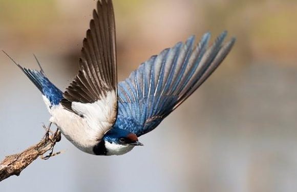 Gardeners are urged to create insect habitats to boost swallow numbers