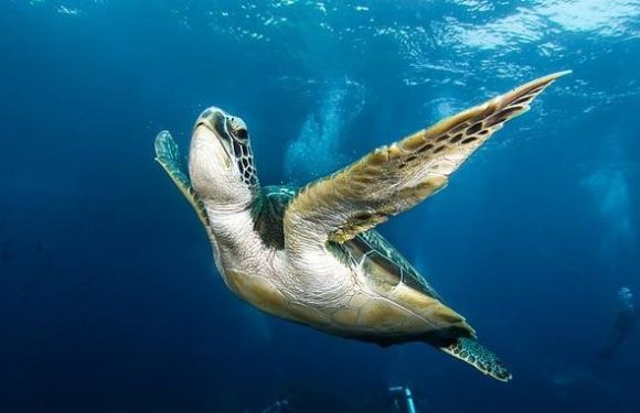 Green turtle numbers in the Seychelles have shot up over 50 years