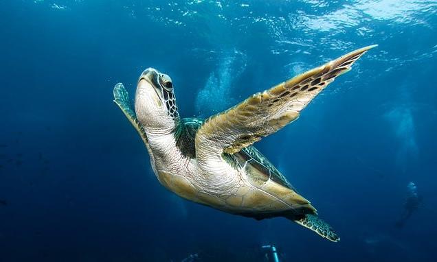 Green turtle numbers in the Seychelles have shot up over 50 years