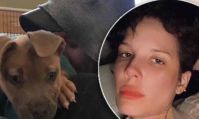 Halsey reveals sudden death of her beloved dog Jagger