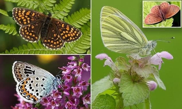 Heath fritillary butterfly brought back from the brink of extinction