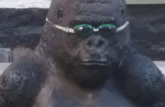 Life-size gorilla statue stolen from bloke’s pond as community mourns ‘landmark’