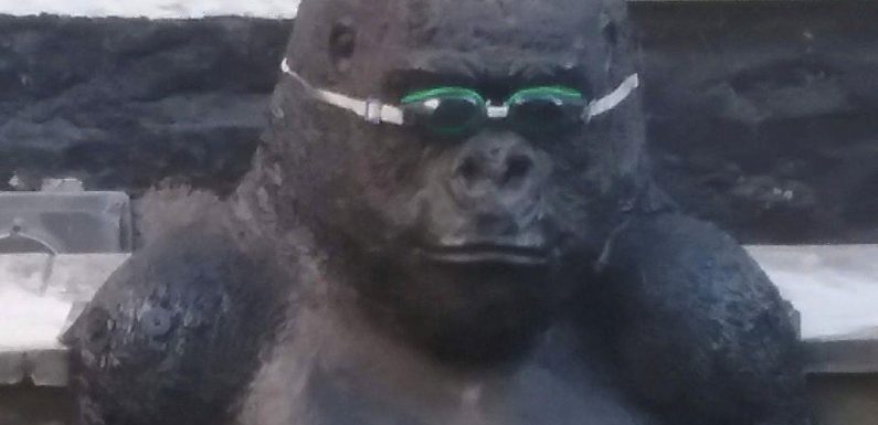 Life-size gorilla statue stolen from bloke’s pond as community mourns ‘landmark’