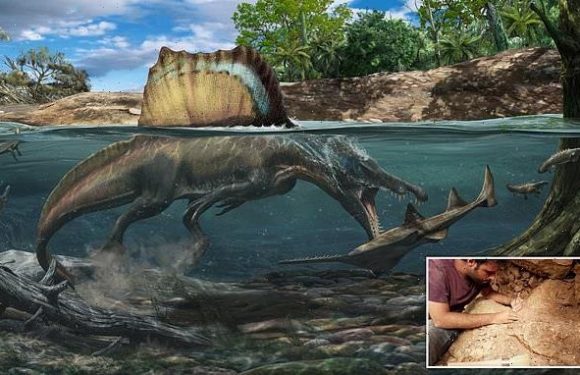 Massive 60ft Spinosaurus 'had dense bones for hunting underwater'