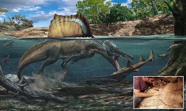 Massive 60ft Spinosaurus 'had dense bones for hunting underwater'