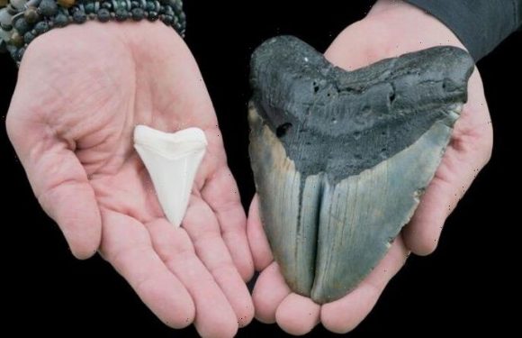 Megalodon breakthrough as ‘previously unrecognised’ find blows mystery wide open
