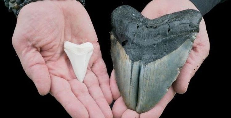 Megalodon breakthrough as ‘previously unrecognised’ find blows mystery wide open