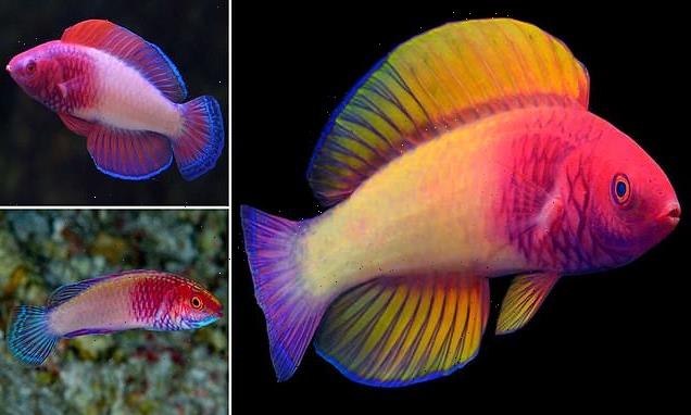 New rainbow-coloured fish is discovered off the coast of the Maldives