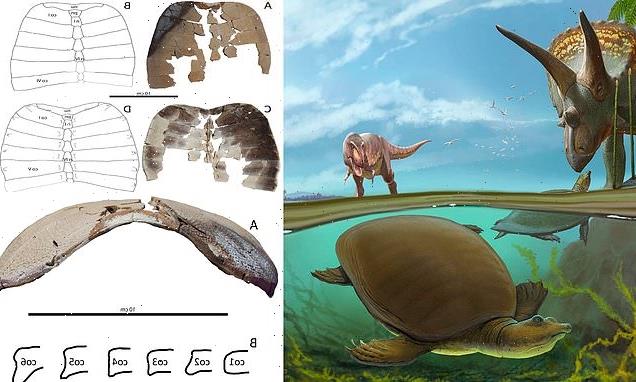 Newly discovered turtle species roamed North America alongside T.Rex