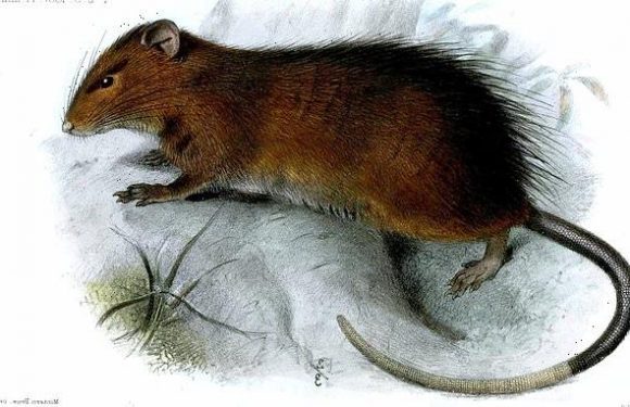 Scientists plan to bring back the extinct Christmas Island rat