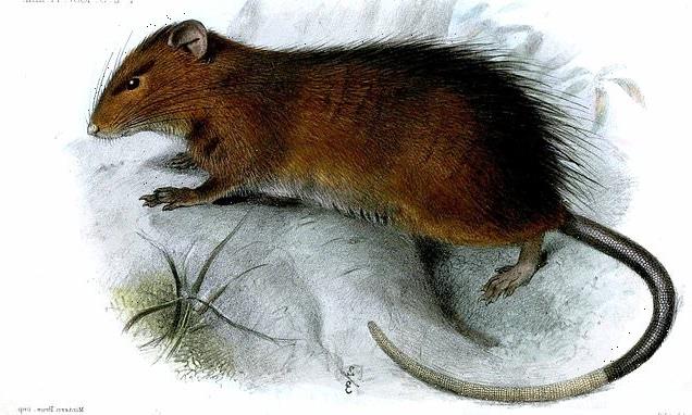 Scientists plan to bring back the extinct Christmas Island rat