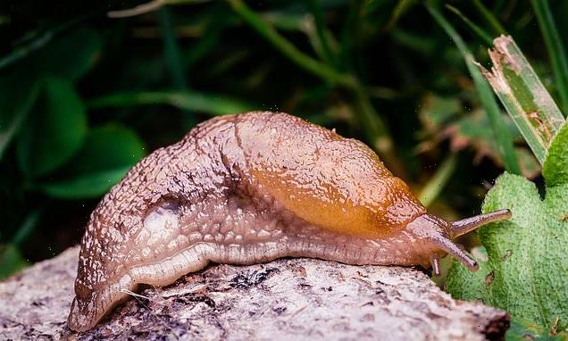 Slugs and snails will no longer be classed as pests by the RHS