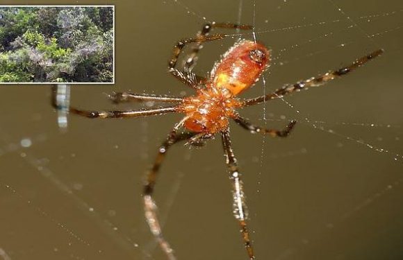 Spiders hunt in PACKS, using web vibrations to coordinate attacks